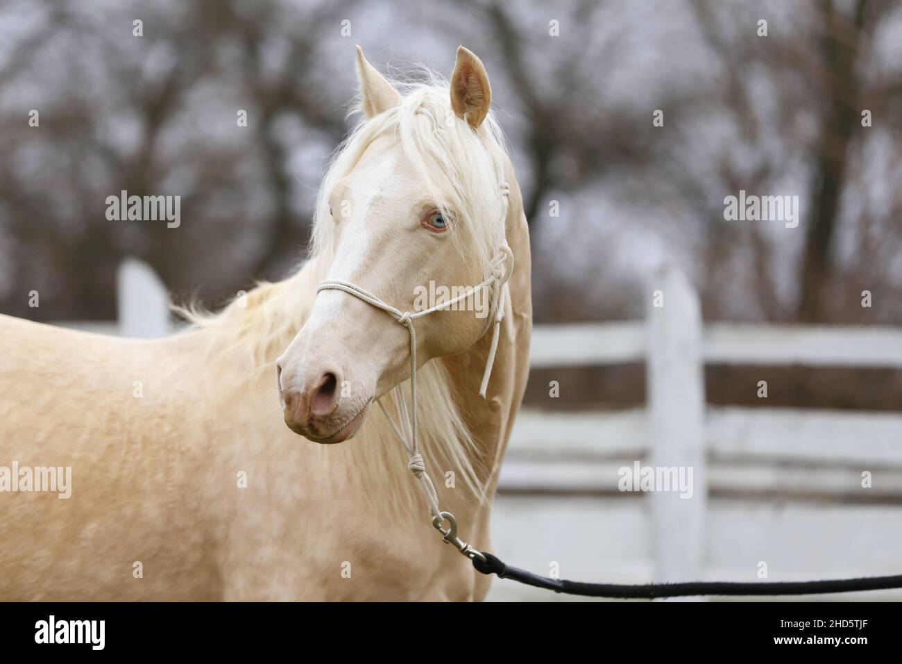 Portrait Nahaufnahme eines schönen Cremello-Hengstes im Freien gegen weißen Holzkorral Stockfoto