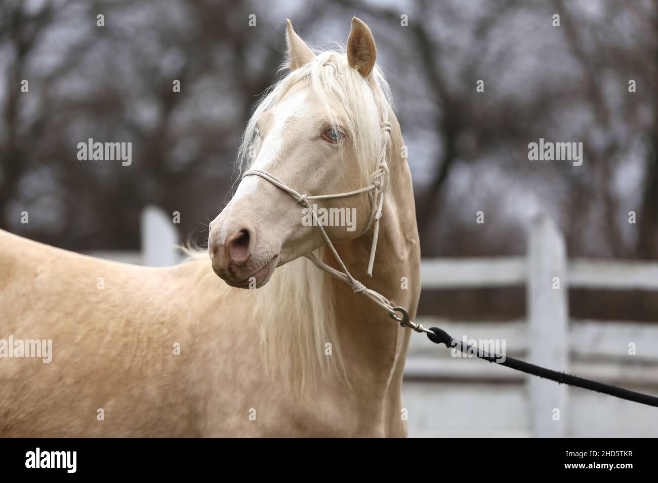 Portrait Nahaufnahme eines schönen Cremello-Hengstes im Freien gegen weißen Holzkorral Stockfoto