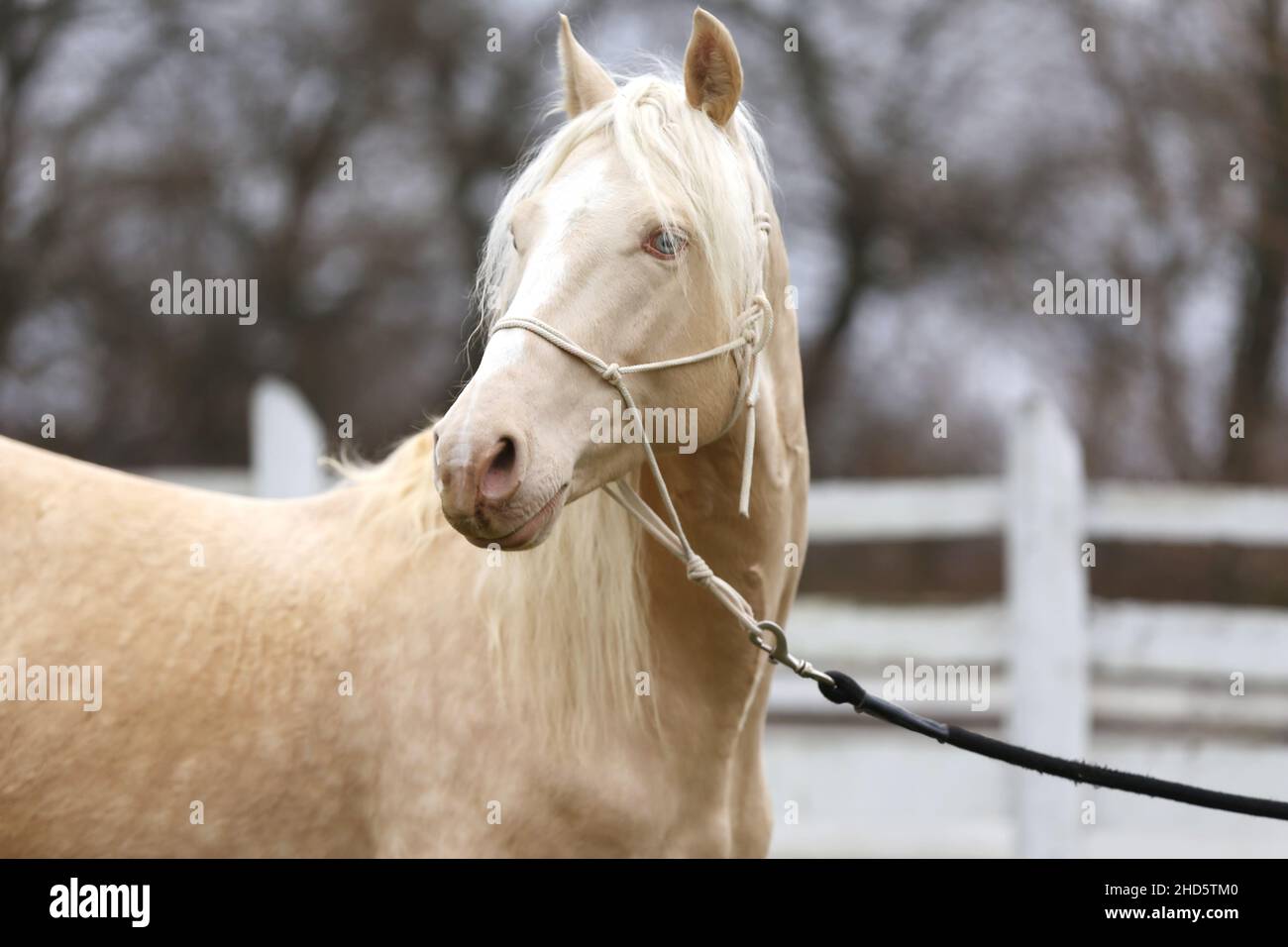 Portrait Nahaufnahme eines schönen Cremello-Hengstes im Freien gegen weißen Holzkorral Stockfoto