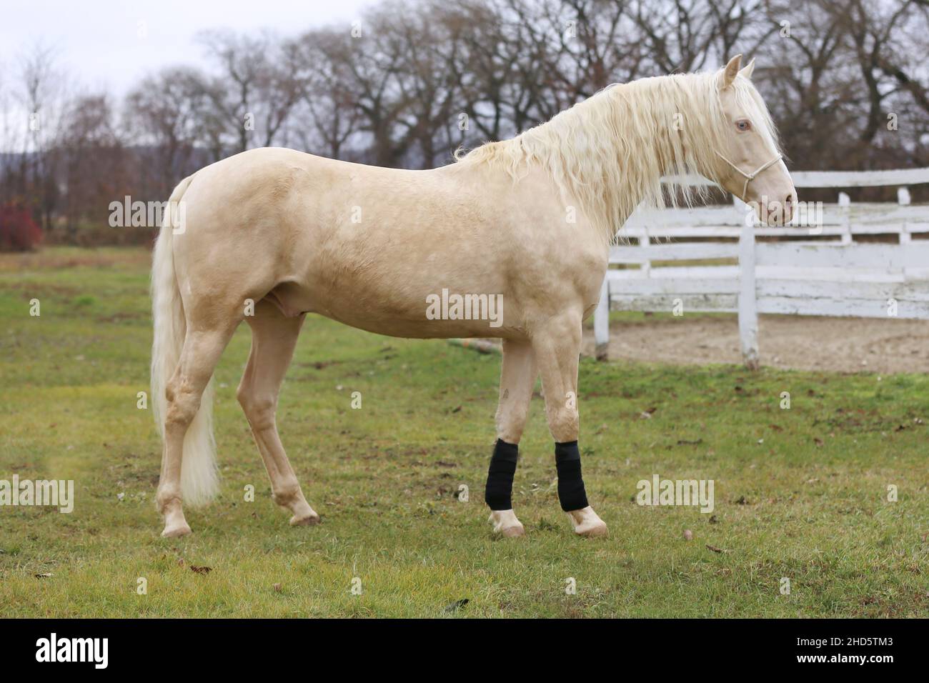 Portrait Nahaufnahme eines schönen Cremello-Hengstes im Freien gegen weißen Holzkorral Stockfoto