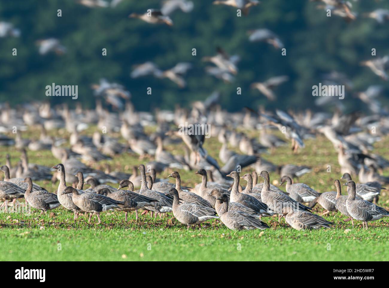 Mehrere hundert rosarote Gees auf dem Norfolk-Ackerland während der Wintermonate. Stockfoto