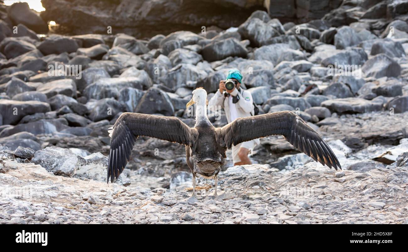 Juvenile gewellte Albatros mit ausgestreckten Flügeln versuchen, im ersten Flug mit dem Fotografen in unscharfen felsigen Landschaft Hintergrund zu starten Stockfoto