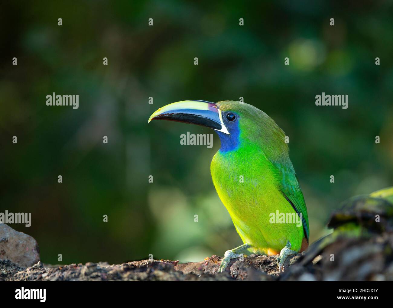 Smaragd Toucanet (Aulacorhynchus Prasinus) Stockfoto