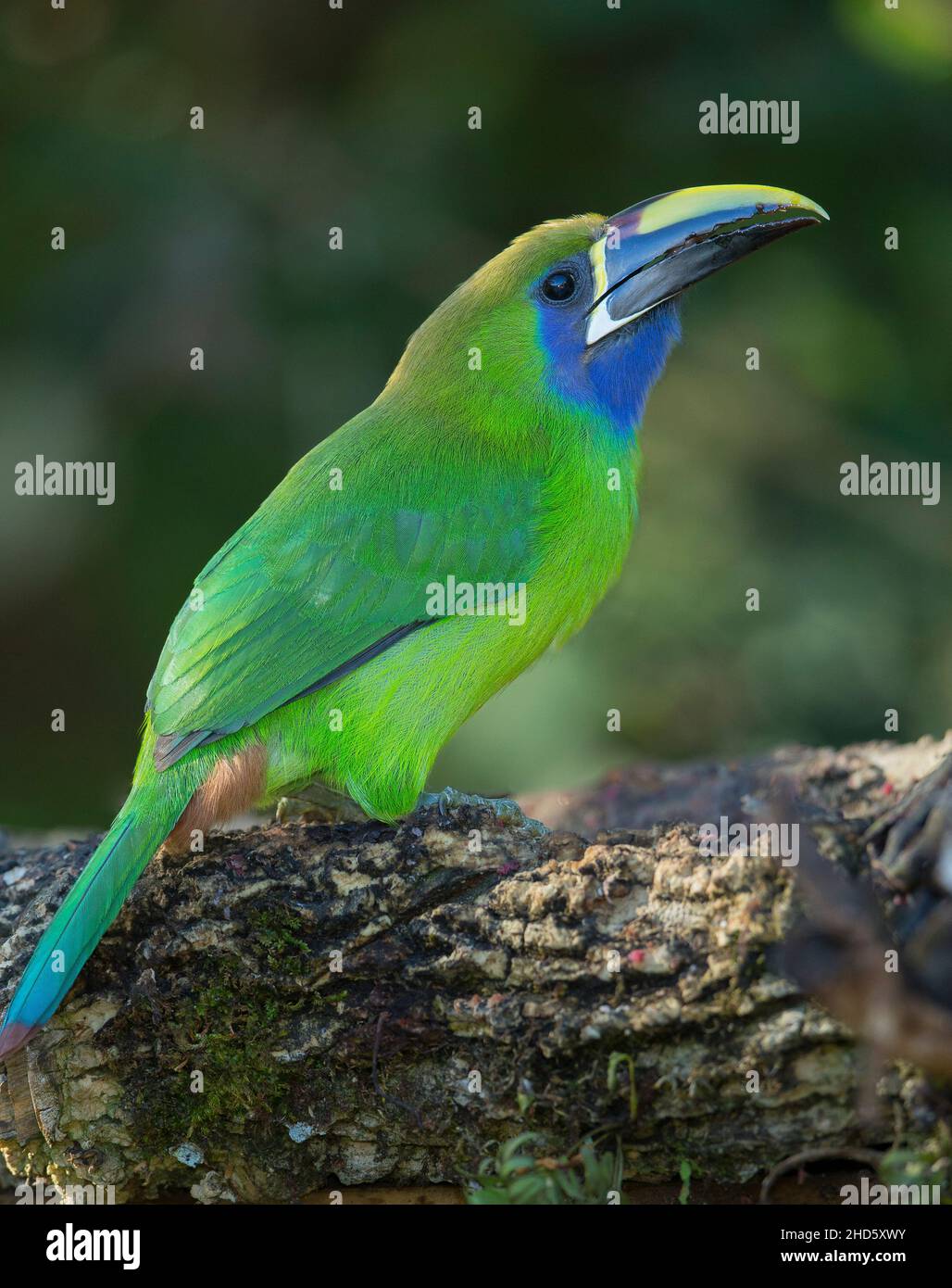 Smaragd Toucanet (Aulacorhynchus Prasinus) Stockfoto