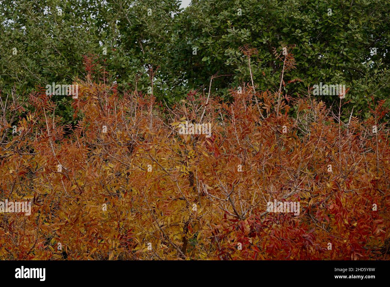 Die Blätter färben sich in leuchtenden Farben, bevor sie während der Herbstsaison zu Boden fallen. Stockfoto