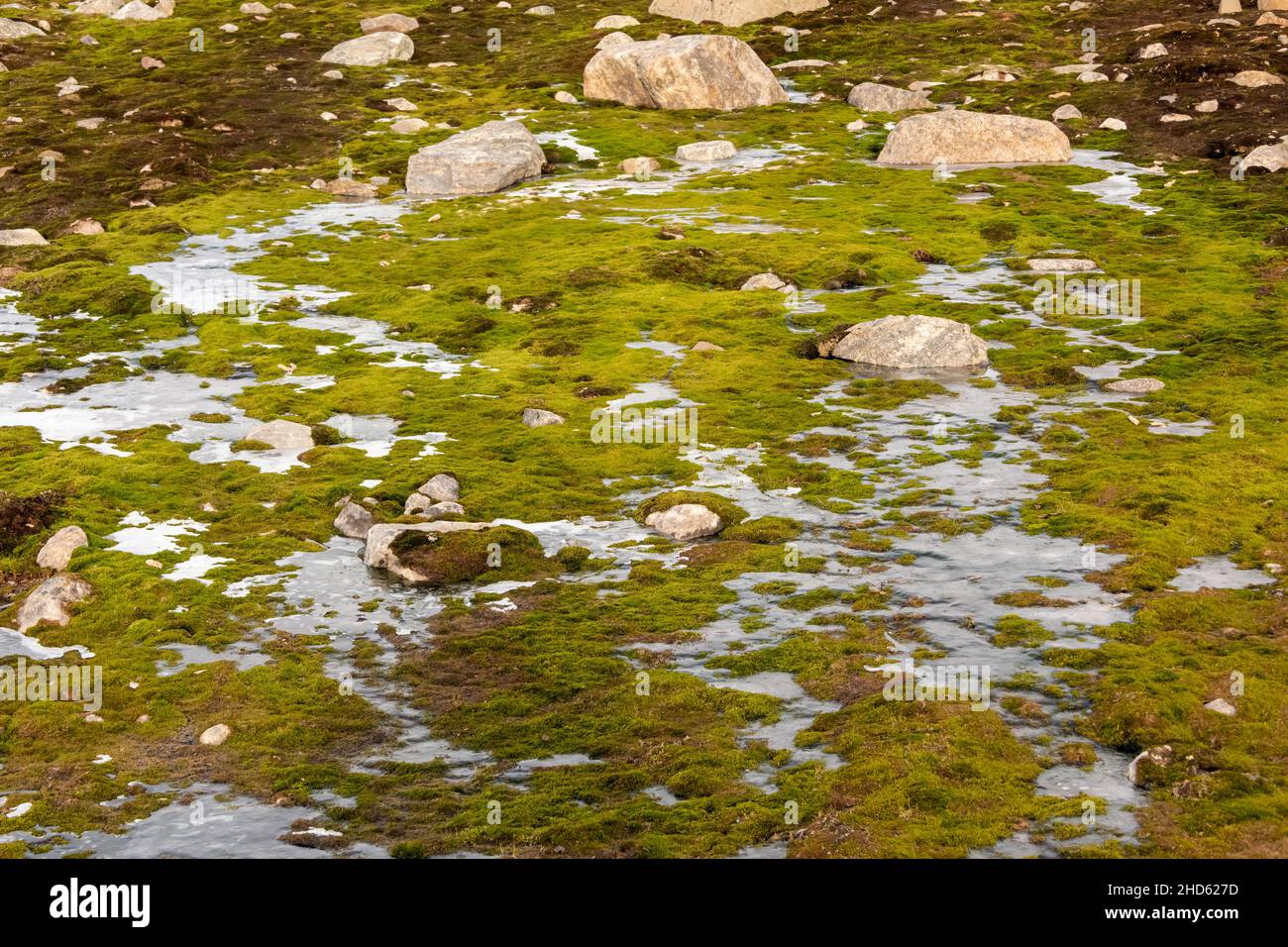 Chartreuse mooses in einem eisigen Bach, Danmark O, Scoresby Sund, Ostgrönland Stockfoto