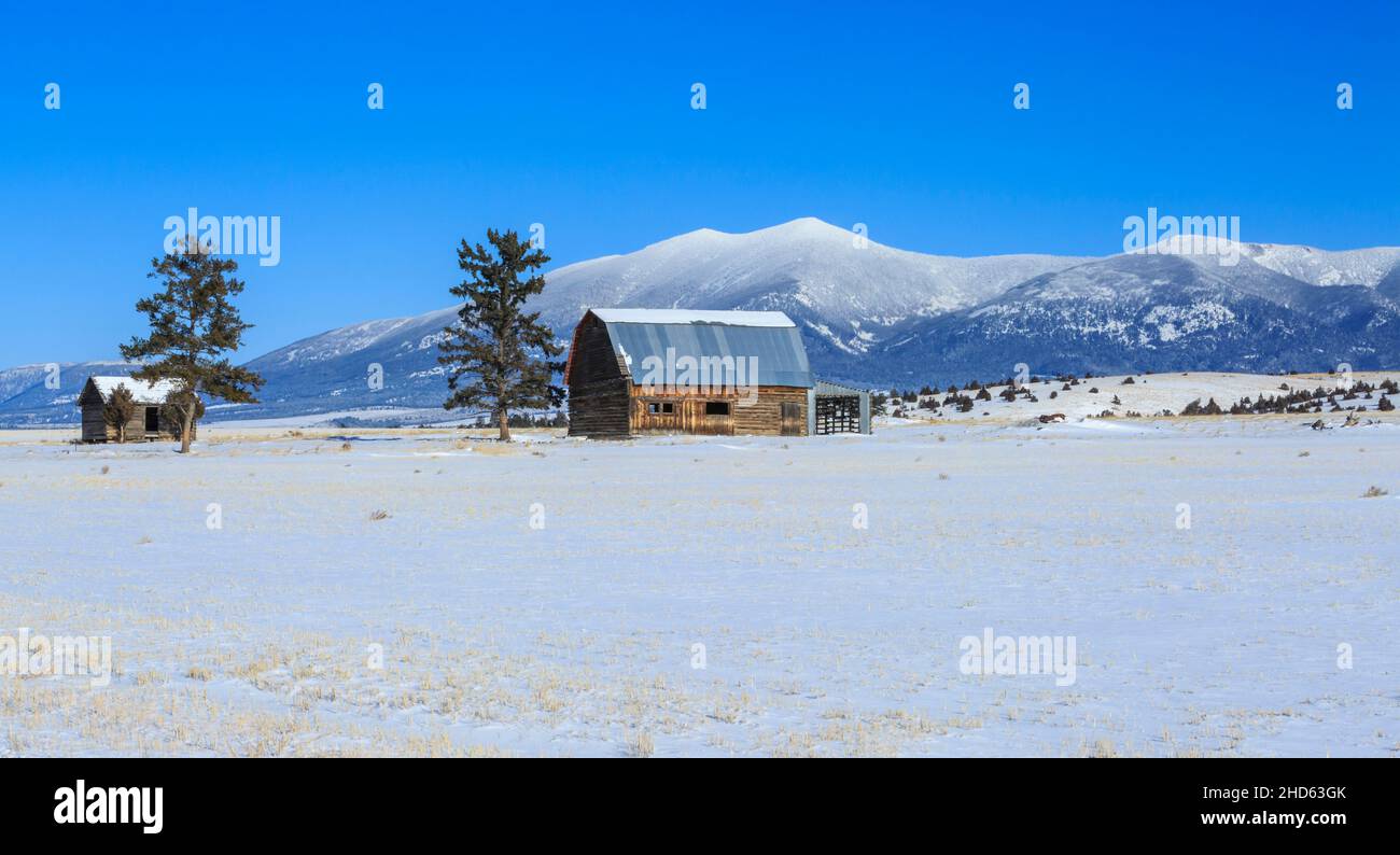 Panorama der alten Holzscheune und Hütte unter dem Mount Baldy im Winter in der Nähe von townsend, montana Stockfoto