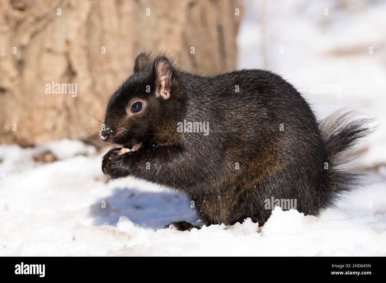 Schwarzes Eichhörnchen im Winter Stockfoto