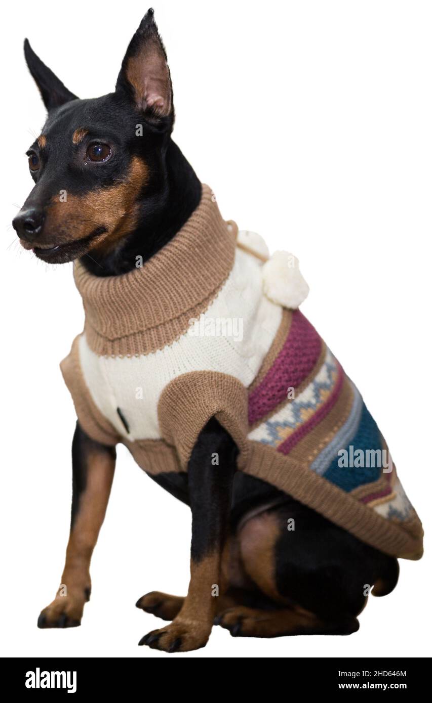 Pinscher Welpe über weiß Stockfoto