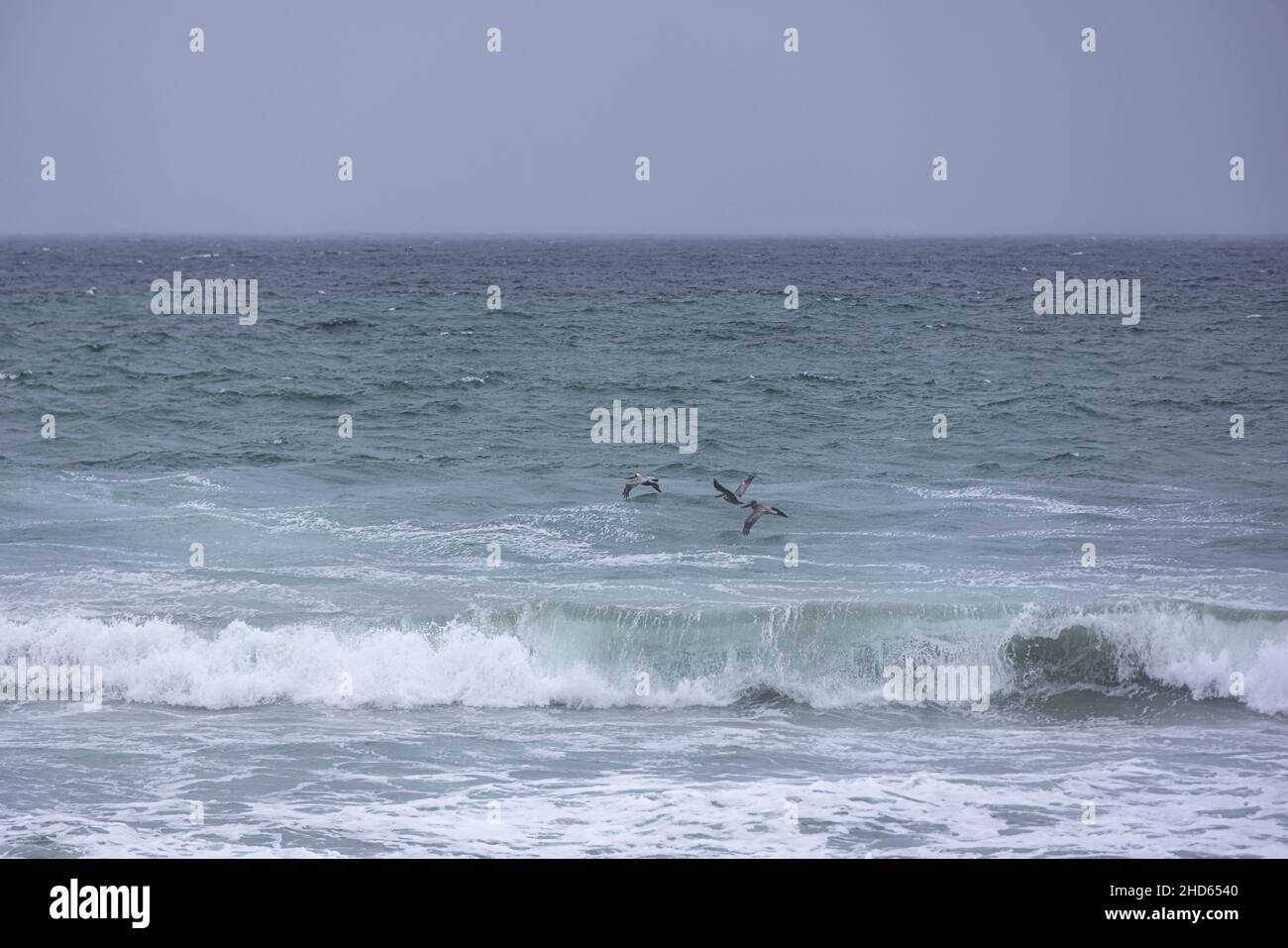 Pelikane fliegen an einem stürmischen, grauen Tag tief über den Wellen des Ozeans. Stockfoto