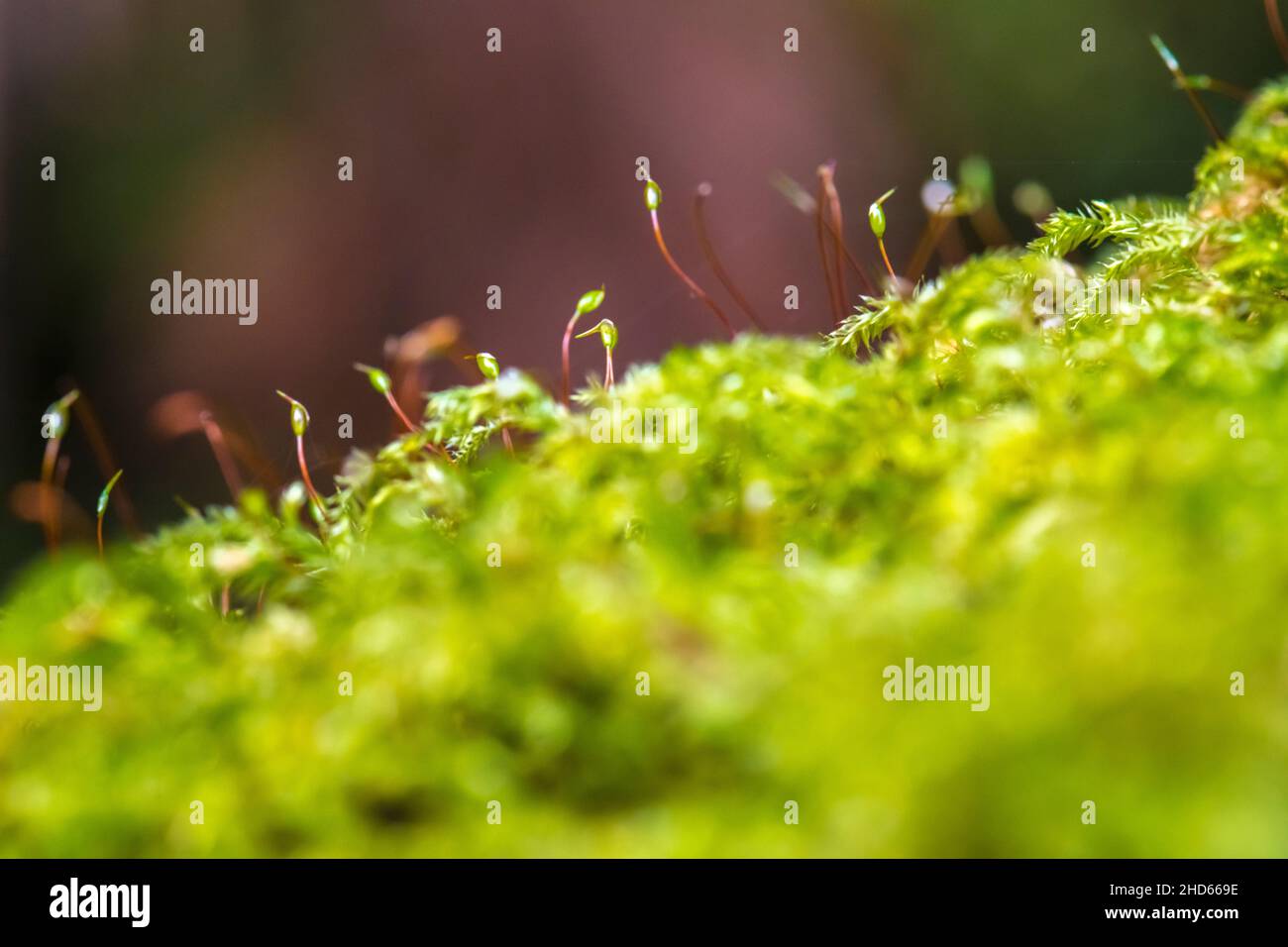 Moossporophyt Stockfoto