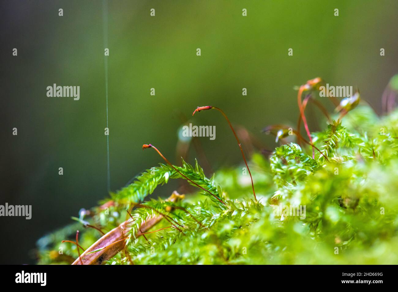 Moossporophyt Stockfoto