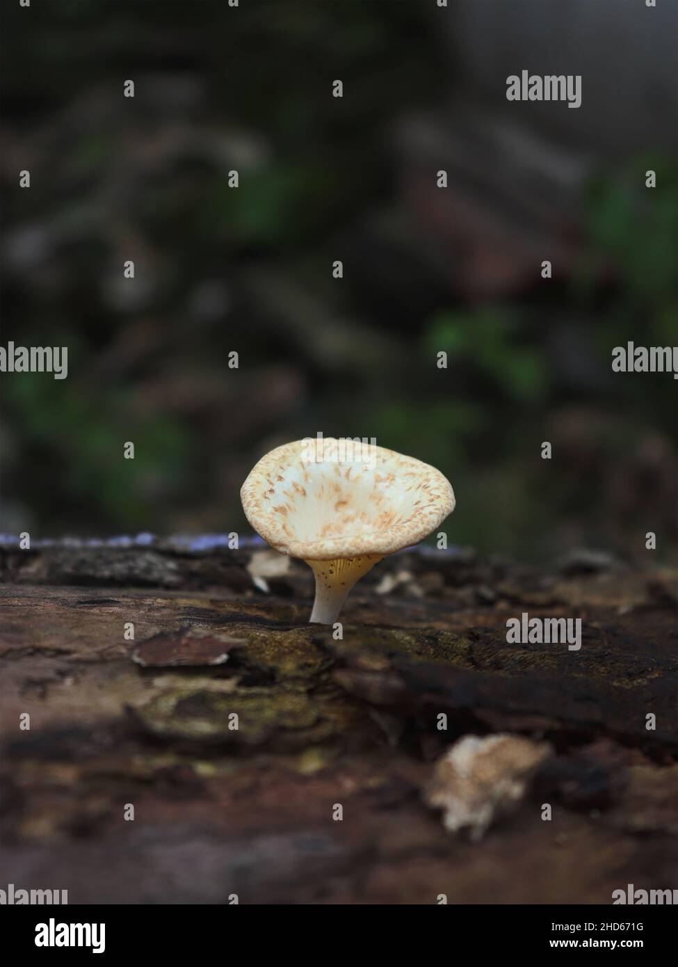Ein Pilz wächst im Wald Stockfoto