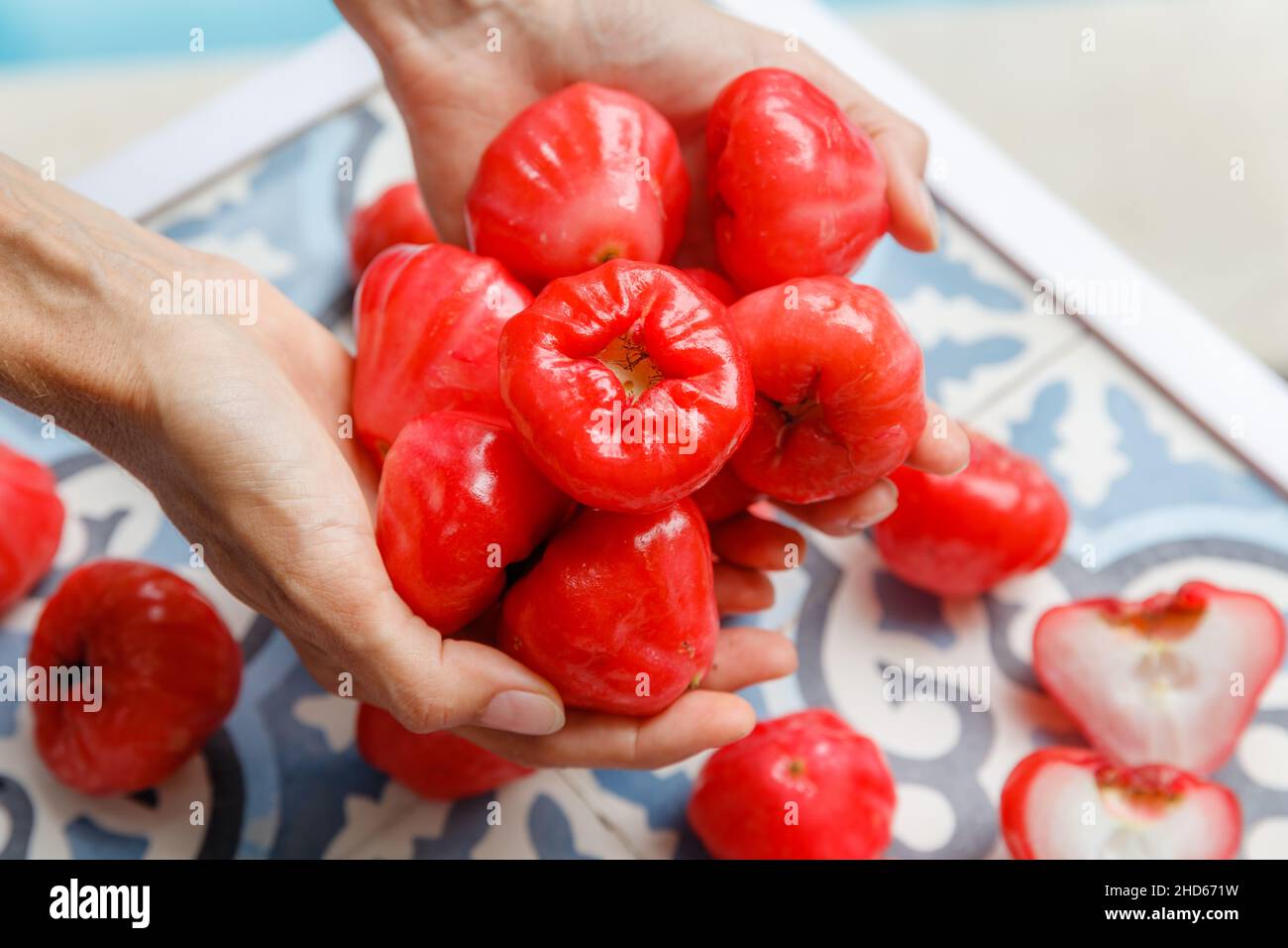 Hände mit vielen Wachsapfel oder Java-Äpfeln oder Semarang-Rosenäpfeln (Syzygium samarangense) Stockfoto