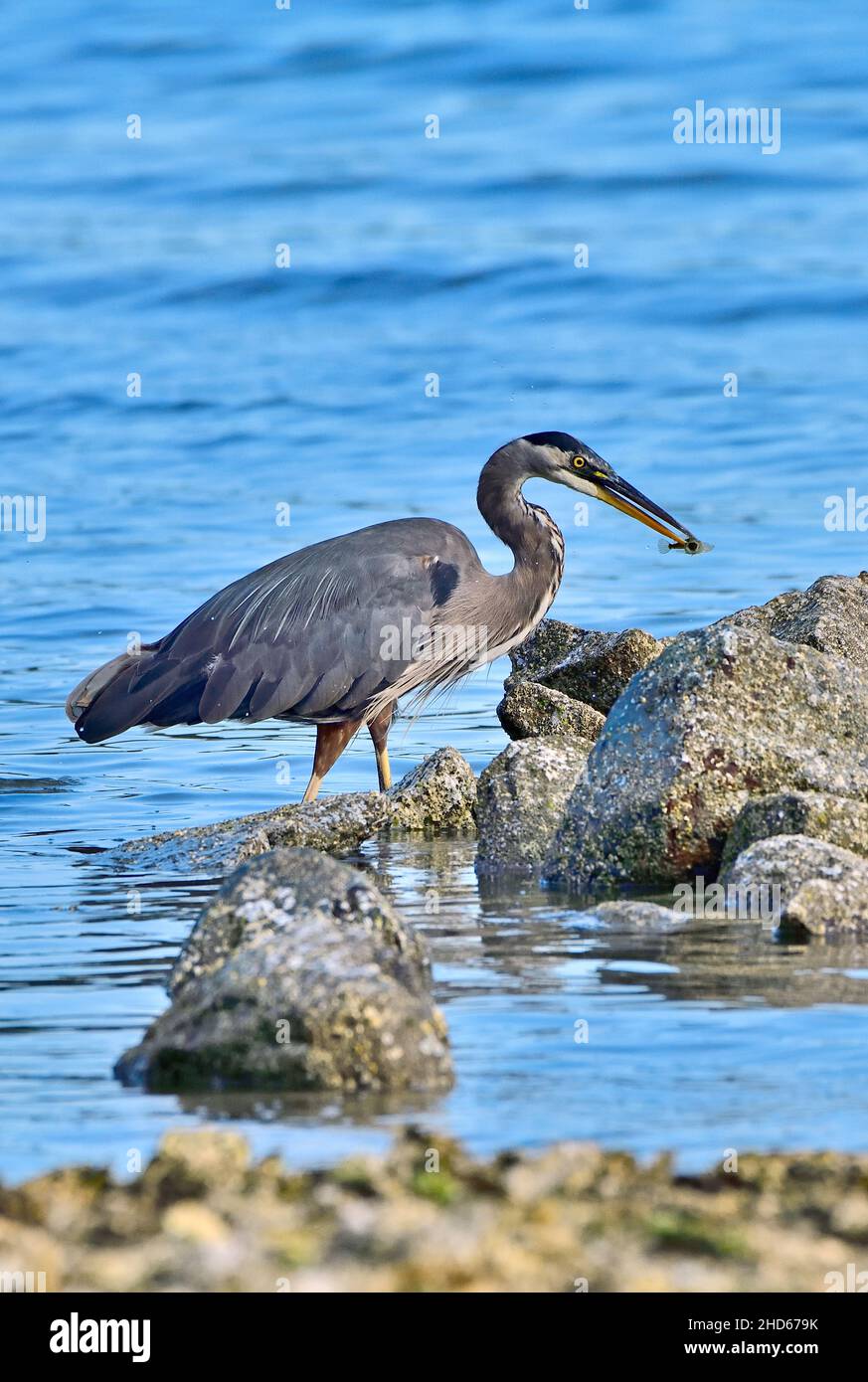 Ein vertikales Bild eines Blaureihers (Ardea herodias), der in den flachen Gewässern an der Küste von Vancouver Island, British Columbia, einen Fisch fängt Stockfoto