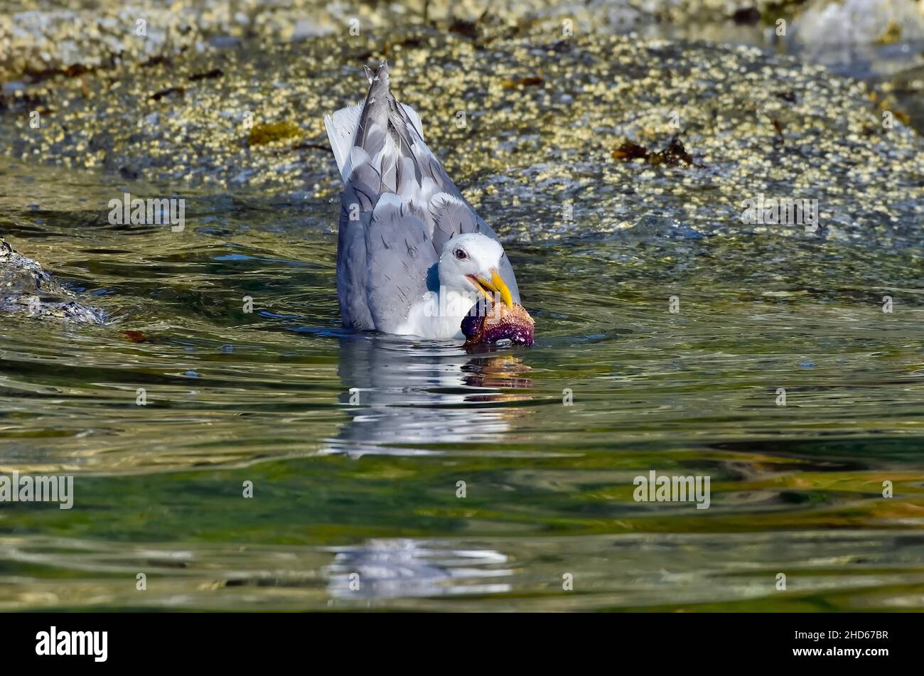 Eine Wassermöwe (Larus glaucescens), ein Seevögel, der am Ufer der Vancouver Island in British Columbia, Kanada, einen violetten Seestern fängt Stockfoto