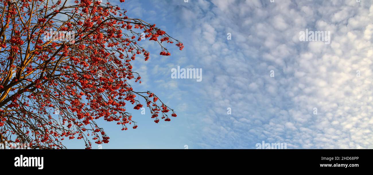 Rowan Baum Zweige mit roten Beeren auf einem blauen Himmel mit wunderbar weißen flauschigen Wolken Hintergrund. Helle Farben der winterlichen Natur bei sonnigem Wetter. Wi Stockfoto