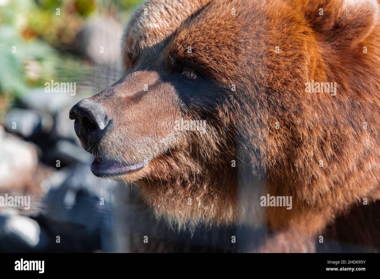Grizzlybär. Nahaufnahme eines Braunbären. Selektiver Fokus, keine Personen, Reisefoto. Stockfoto