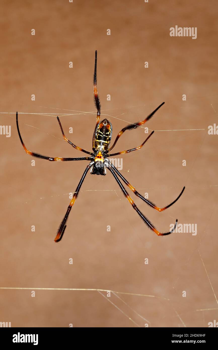 Australische Golden Orb Weaver Spider, Nephila edulis. Coffs Harbour, NSW, Australien Stockfoto