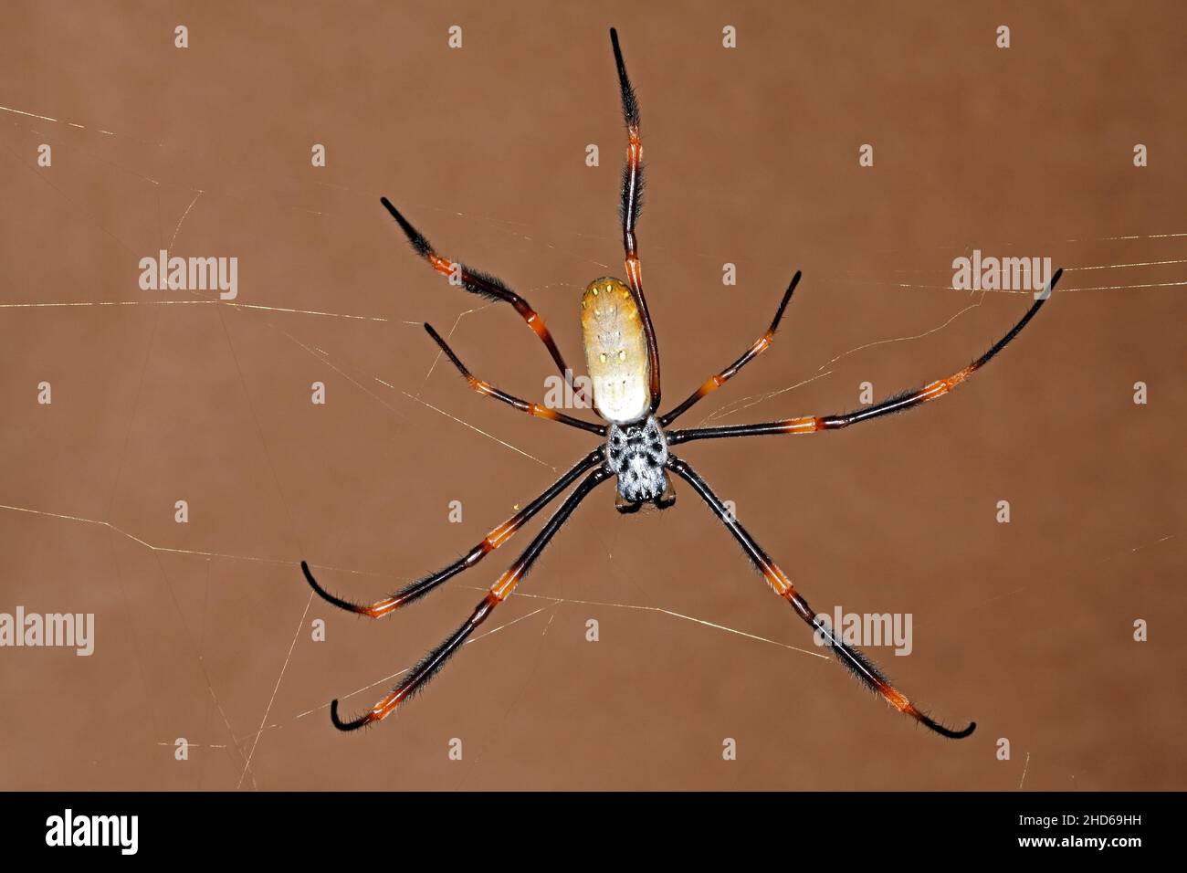 Australische Golden Orb Weaver Spider, Nephila edulis. Coffs Harbour, NSW, Australien Stockfoto