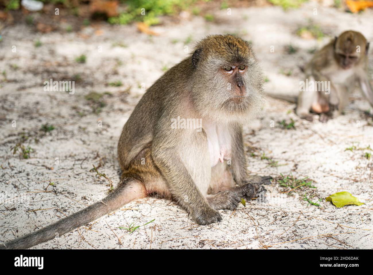 Ein Affe, der auf einer Insel auf dem Sand sitzt. Selektive Fokuspunkte Stockfoto