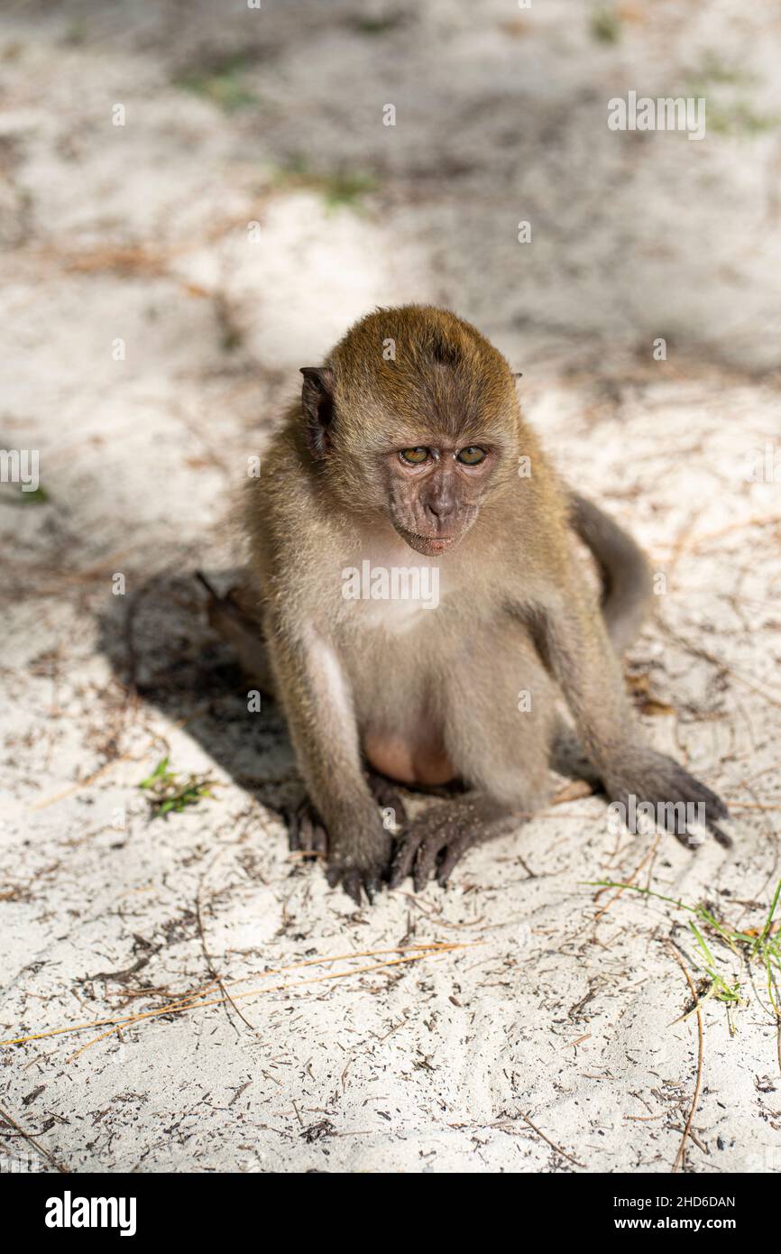 Ein kleiner Affe, der allein auf dem Sand spielt. Selektive Fokuspunkte Stockfoto