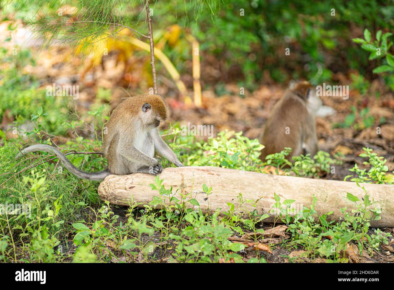 Ein Affe sitzt auf einem heruntergefallenen Baumstamm mit dem Kopf nach unten. Selektive Fokuspunkte Stockfoto