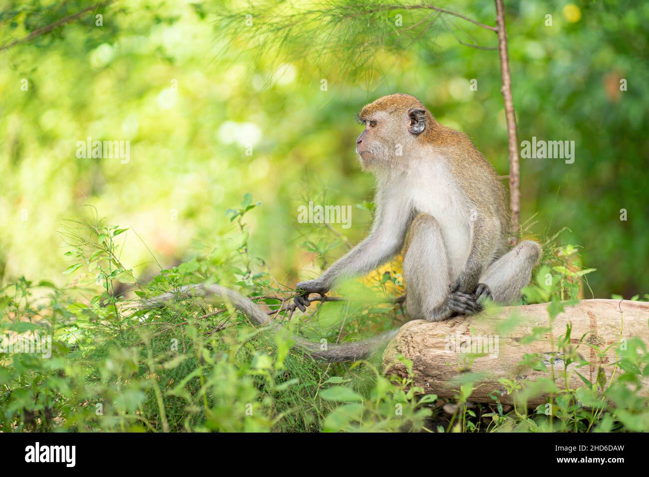 Ein Affe, der auf einem gefallenen Baumstamm sitzt. Selektive Fokuspunkte Stockfoto