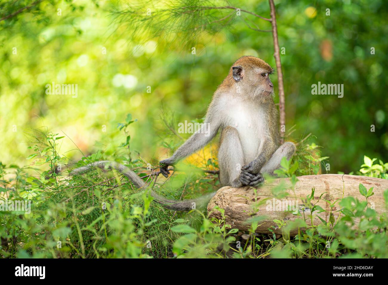 Ein Affe, der auf einem gefallenen Baumstamm sitzt. Selektive Fokuspunkte Stockfoto