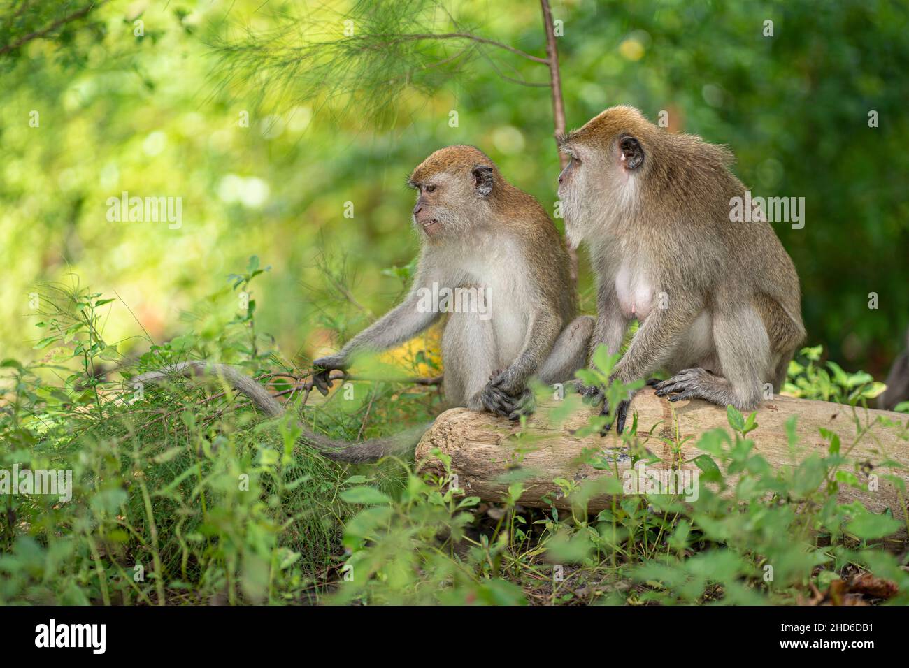 Zwei Affen sitzen zusammen auf einem gefallenen Baumstamm. Selektive Fokuspunkte Stockfoto