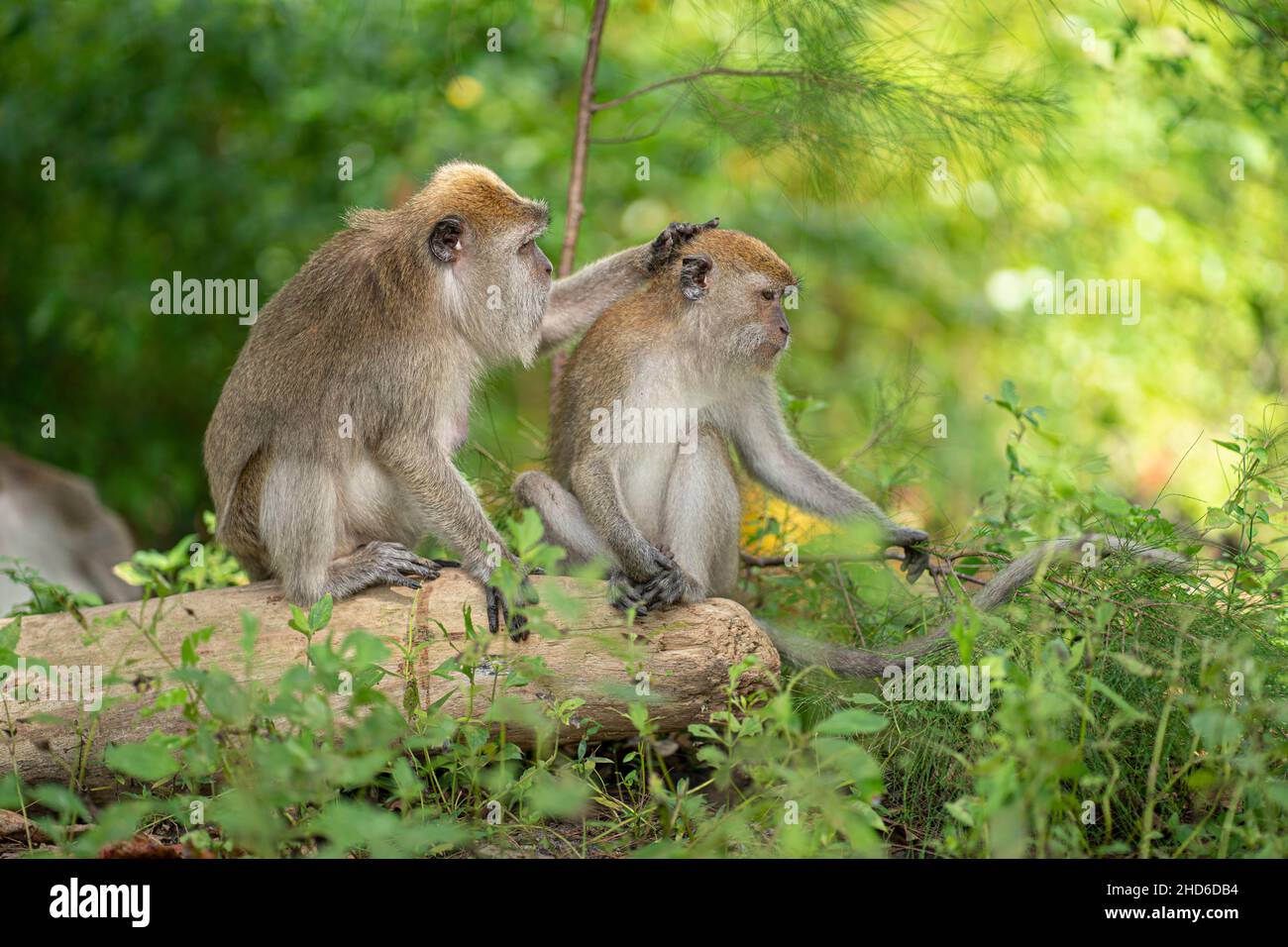 Ein Affe klopft dem anderen auf den Kopf, während er auf einem gefallenen Baumstamm sitzt. Selektive Fokuspunkte Stockfoto