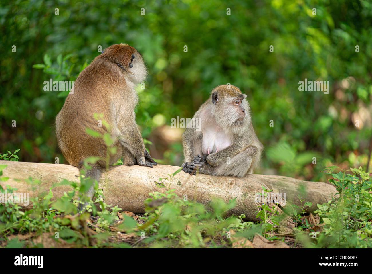 Ein paar Affen stehen sich auf einem heruntergefallenen Baumstamm gegenüber. Selektive Fokuspunkte Stockfoto
