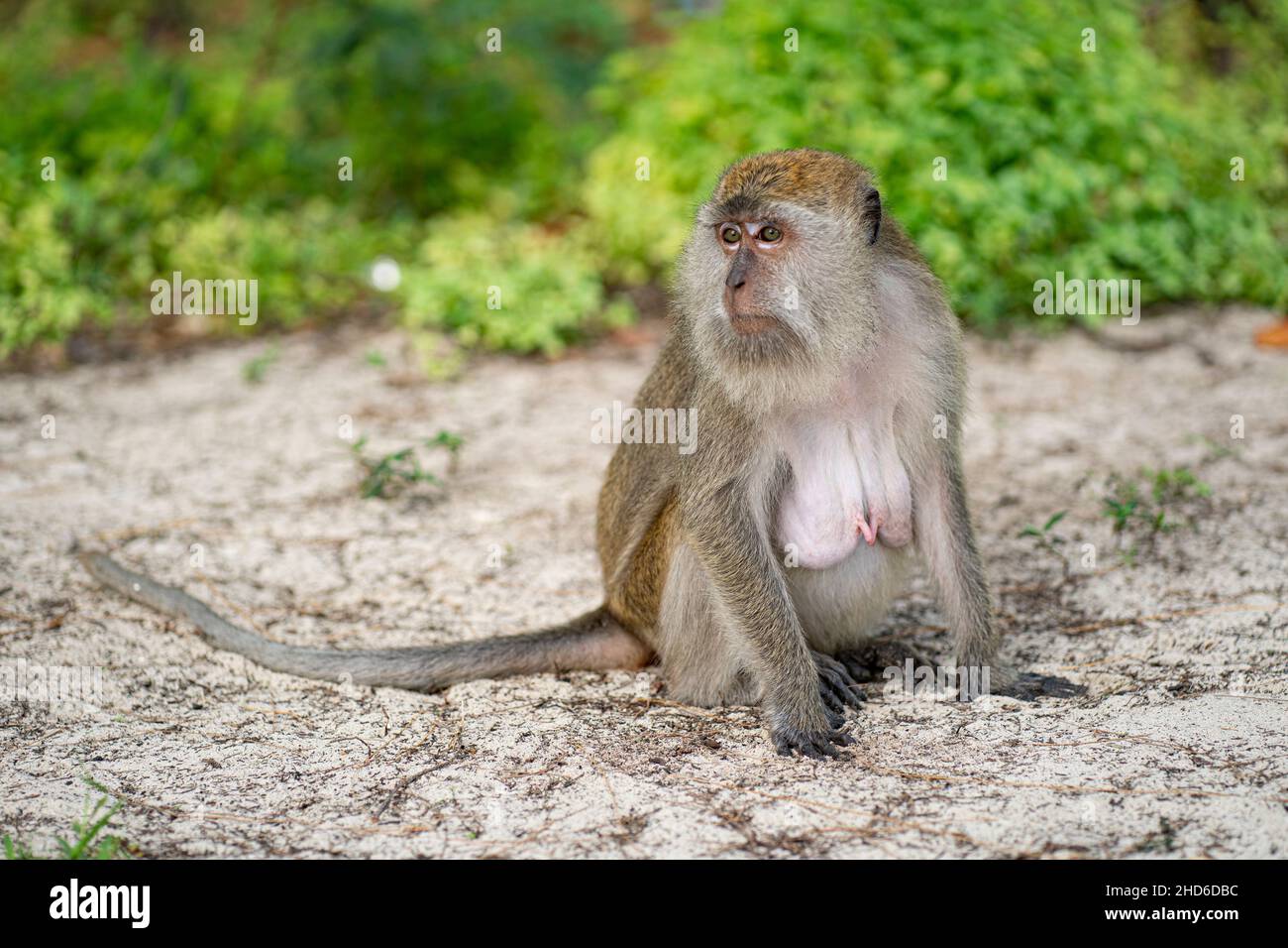 Ein einzelner Affe sitzt auf dem Sand und schaut sich um. Selektive Fokuspunkte Stockfoto