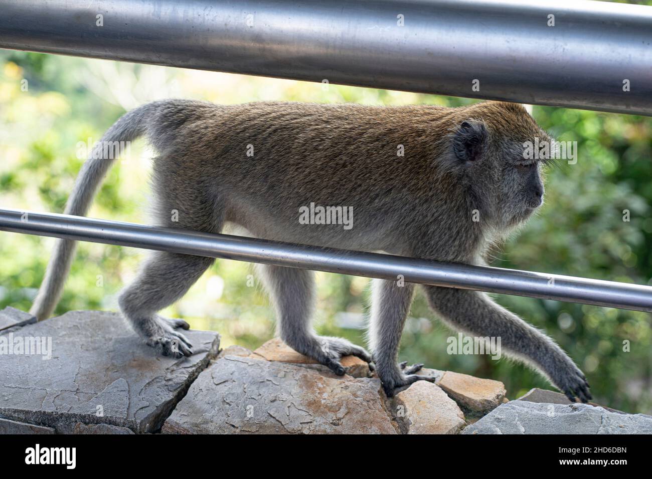 Ein einzelner Affe, der auf allen vier hinter dem Geländer herumläuft. Selektive Fokuspunkte Stockfoto