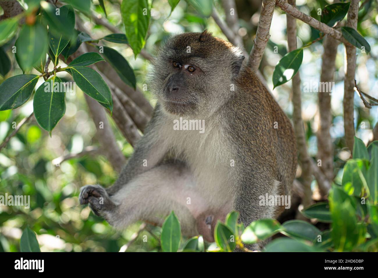 Ein einzelner Affe sitzt zwischen den Zweigen eines Baumes. Selektive Fokuspunkte Stockfoto