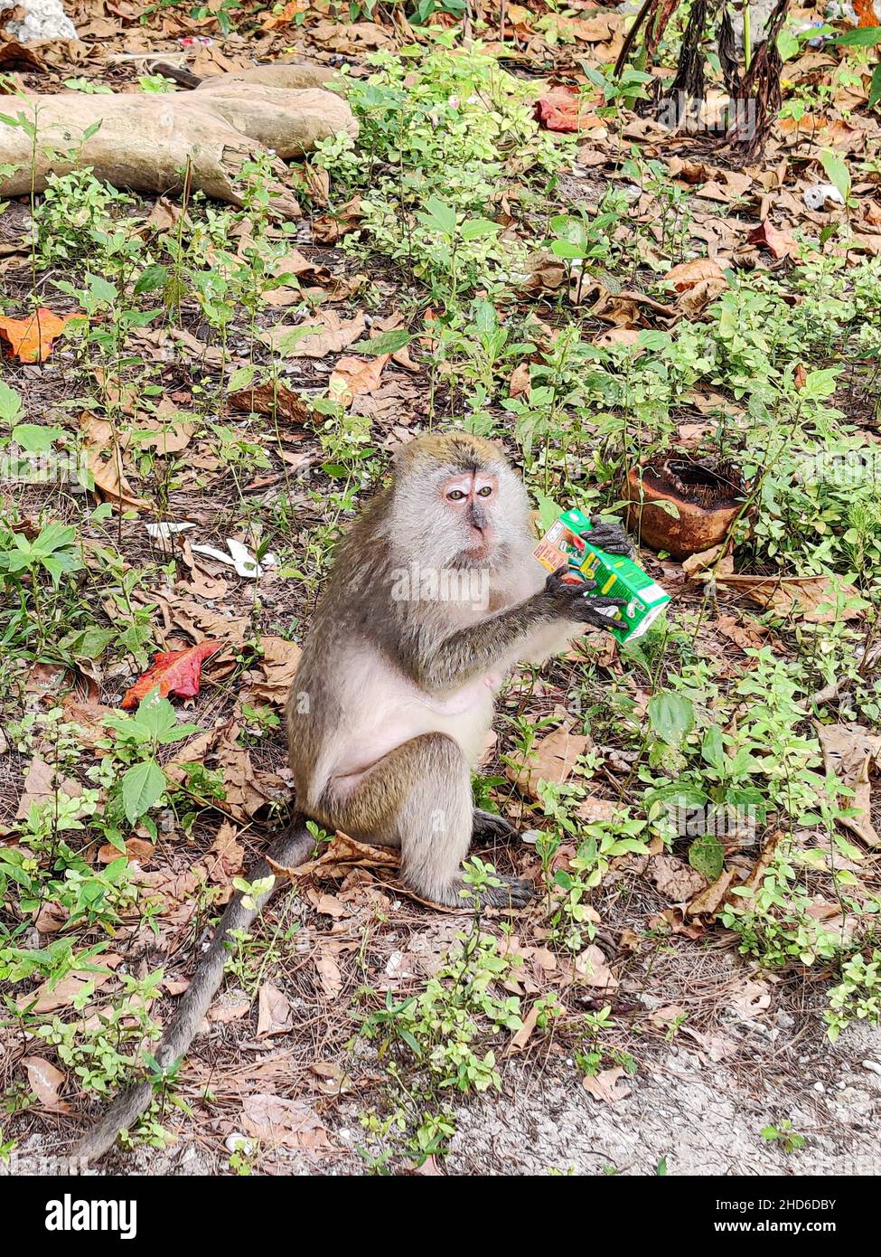 Langkawi Island, Malaysia: 5. Nov 2021 - Ein Affe trinkt aus einer Saftbox. Selektive Fokuspunkte Stockfoto