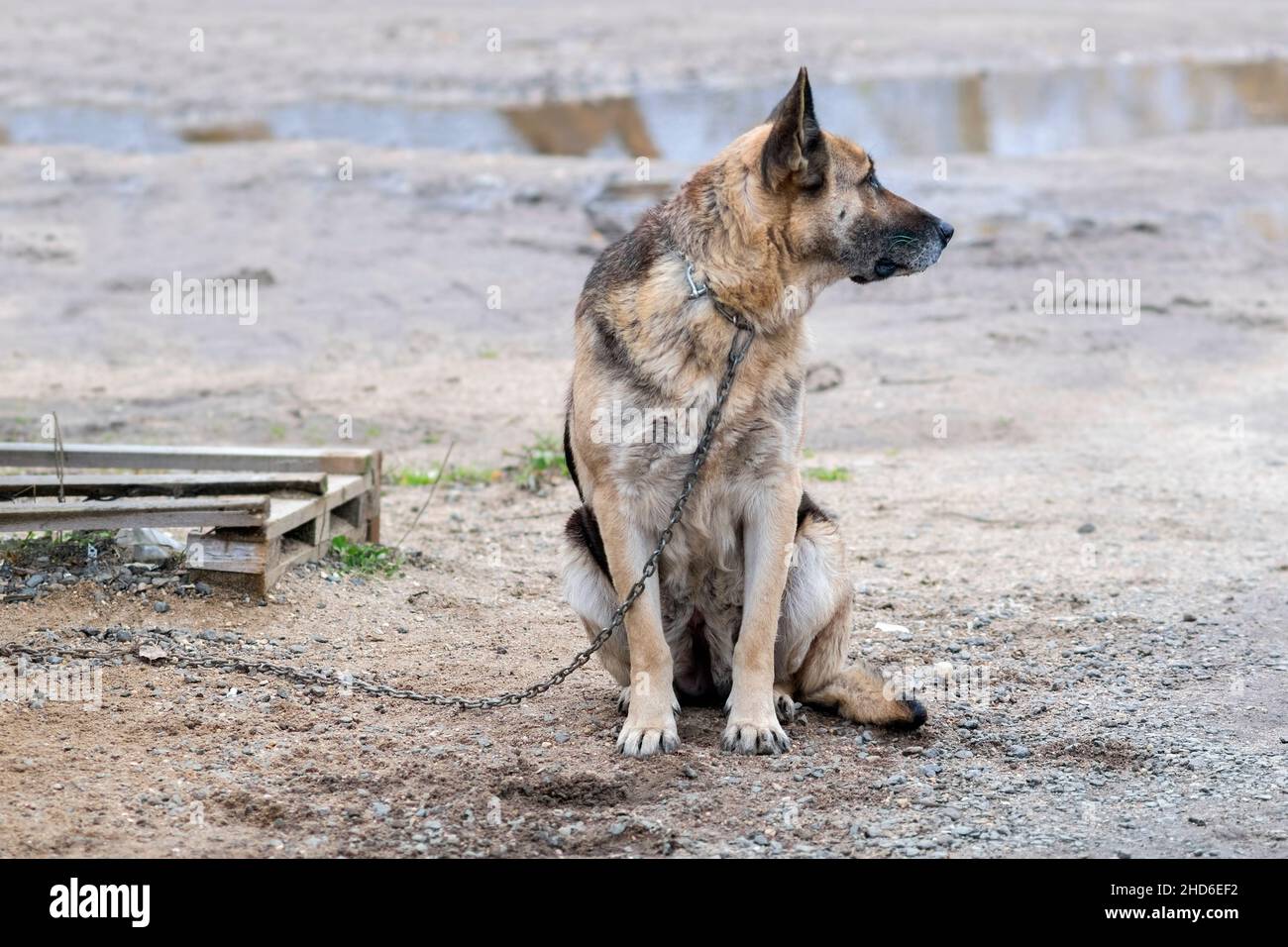 Ein gehetherter Schäferhund blickt zurück, Außenaufnahme ohne Menschen Stockfoto