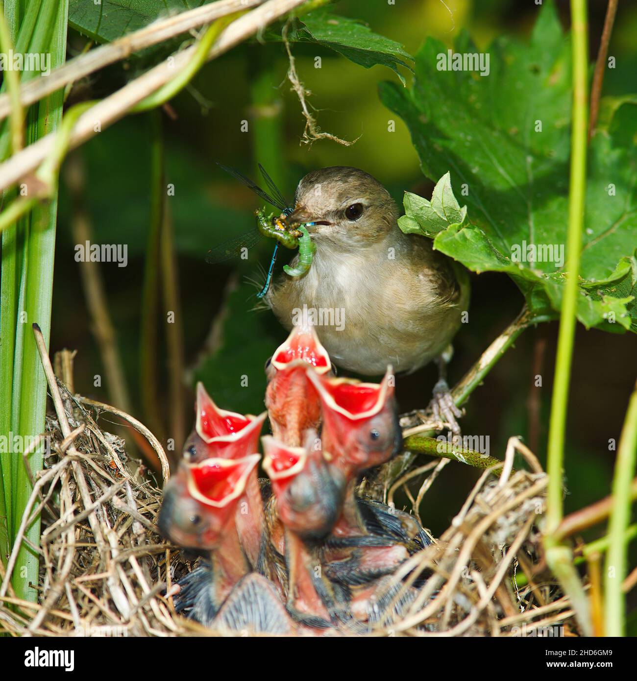 Jungvögel im nest Stockfoto
