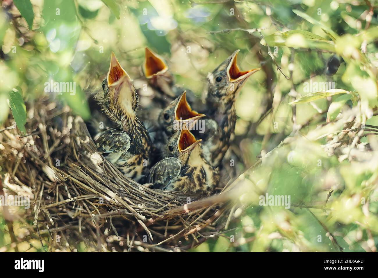 Jungvögel im nest Stockfoto