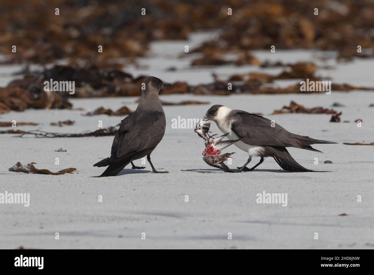 Arctic skua wird paarweise Beute jagen, wie sie es mit diesem sanderling taten, den sie schnell abschickten und dann verzehrten und ihn zusammen zerrissen. Stockfoto