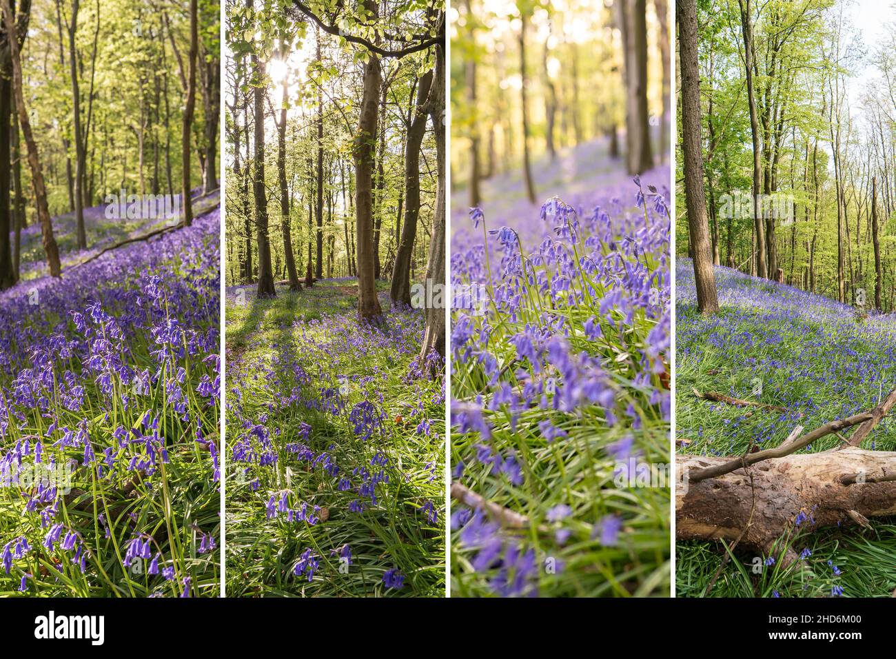 Fotocollage von Bluebells oder Hyacinthoides non-scripta in Graig Fawr Woods in der Nähe von Margam Country Park, Port Talbot, South Wales, Großbritannien. Stockfoto