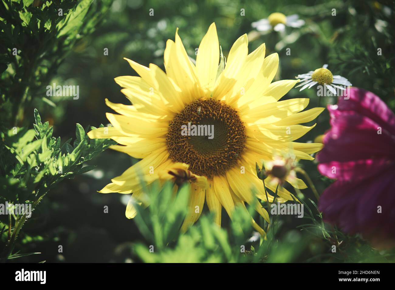 Sonnenblume einzeln in einer Blumenwiese genommen. Romantischer Anblick Stockfoto