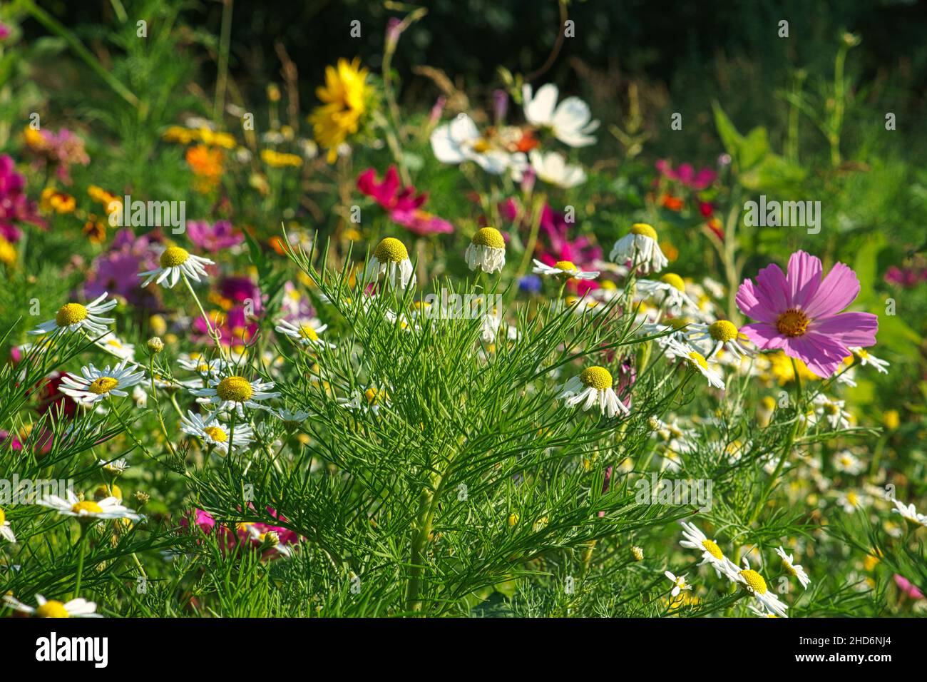 Blumenwiese mit verschiedenfarbigen Blüten. Frühling und Sommer Blumenwiese. Romantischer Anblick Stockfoto