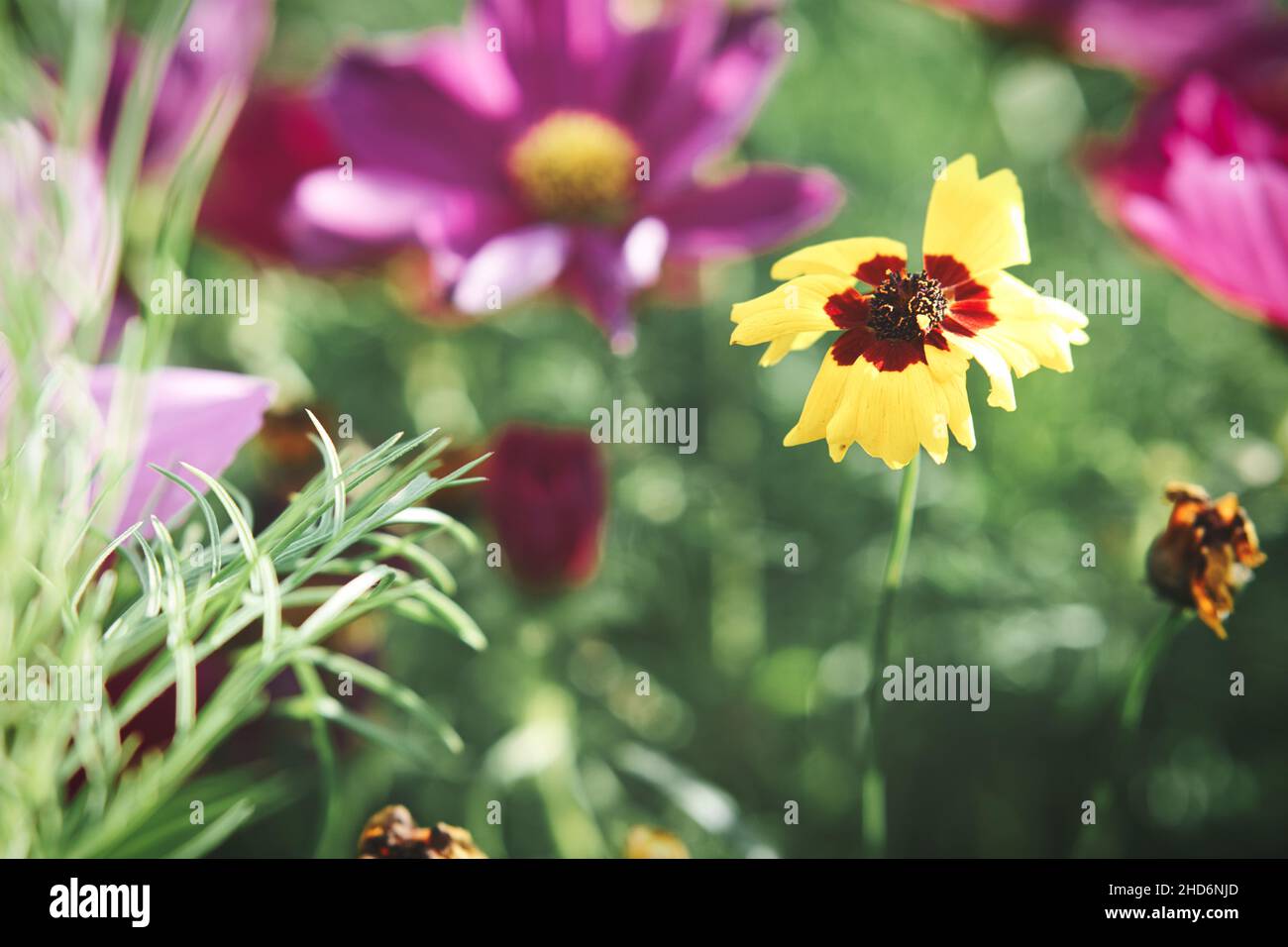 Blumenwiese mit verschiedenfarbigen Blüten. Frühling und Sommer Blumenwiese. Romantischer Anblick Stockfoto
