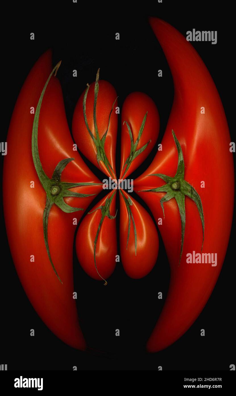 Frische Tomaten auf schwarzem Hintergrund, runder Verzerrungseffekt. Stockfoto