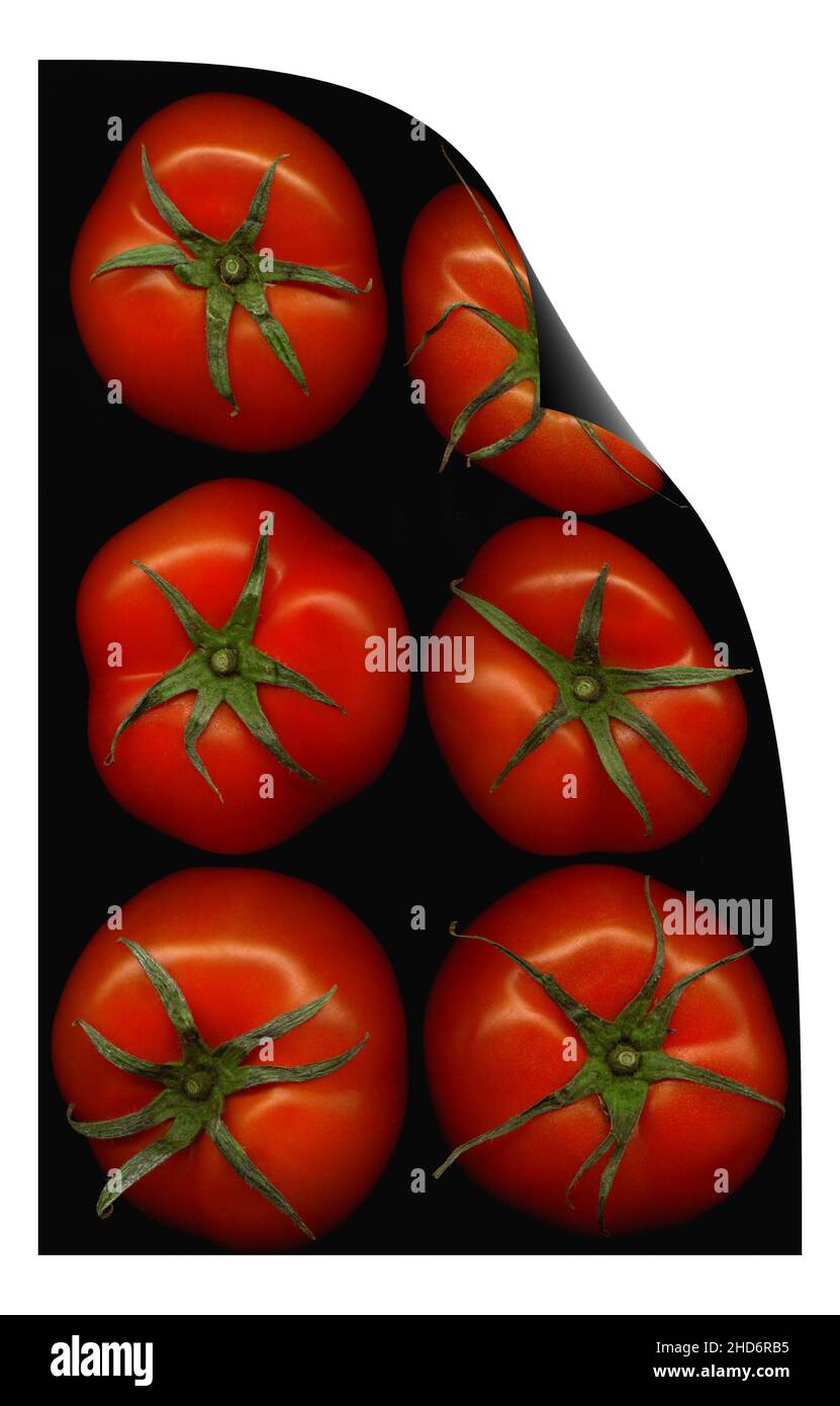 Frische Tomaten auf schwarzem Hintergrund Verzerrung mit Curl. Stockfoto