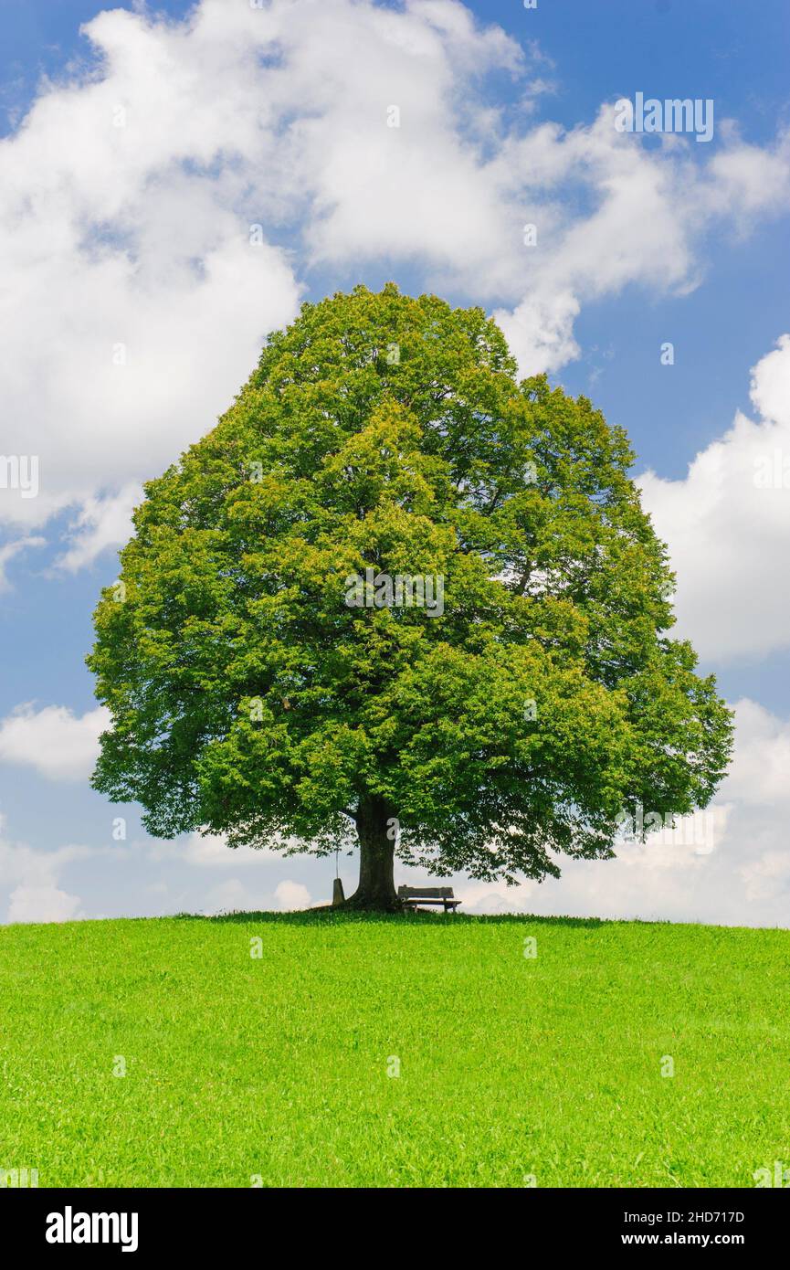 Großer alter Lindenbaum auf der Wiese im Frühling. Stockfoto
