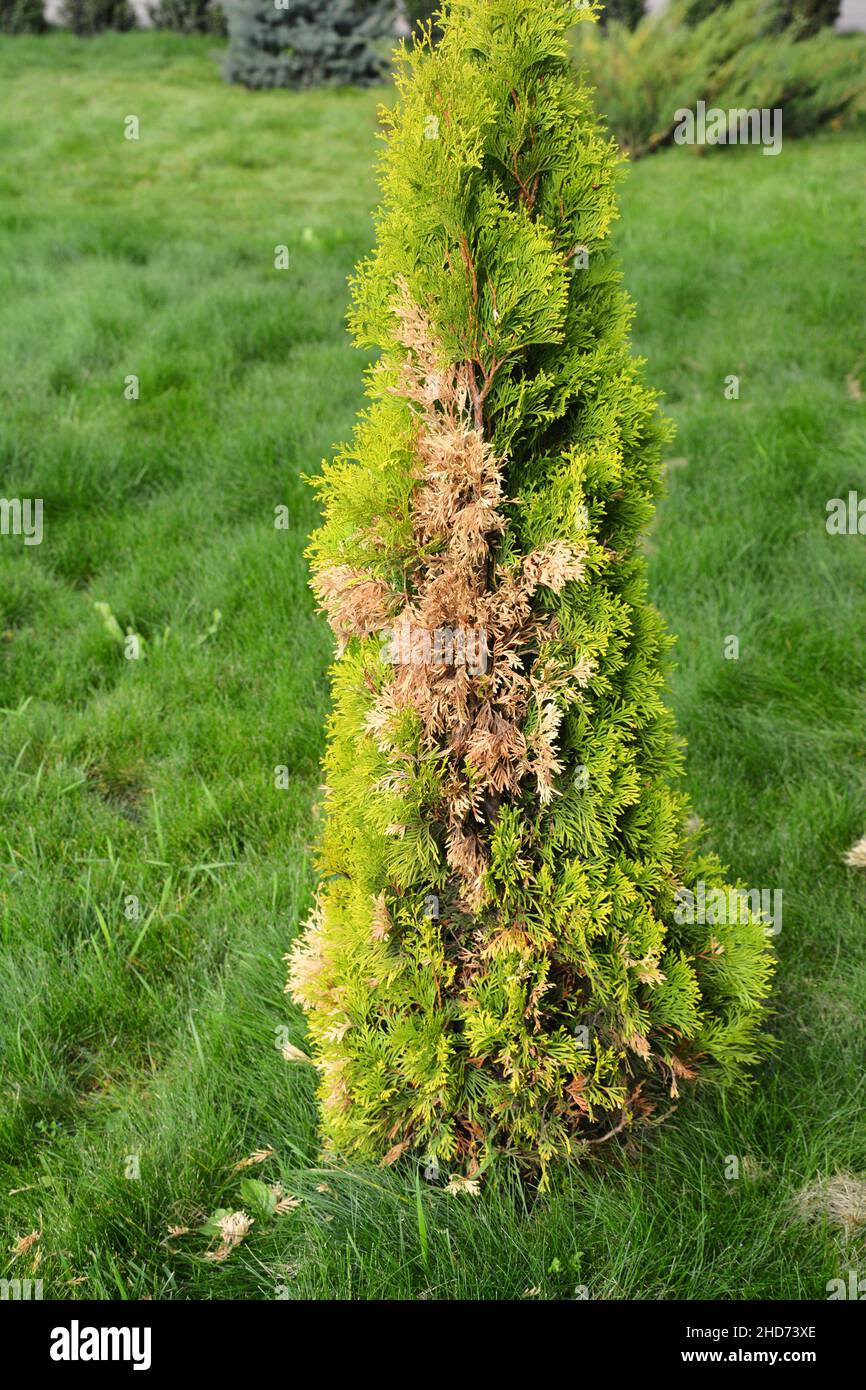 American Arborvitae Baum, Thuja Probleme und Krankheit. Ein Thuja-Arborvitae-Baum trocknet aus und wird gelb und braun. Stockfoto