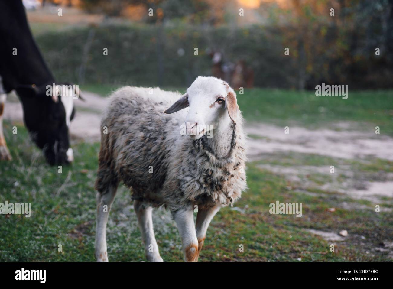 Beigefarbene Schafe, die im Herbst auf grünem Gras wandern und mit schwarzer Kuh im Hintergrund auf der Wiese im Wald weiden. Bauernleben. Naturprodukte. Zurück zu Stockfoto