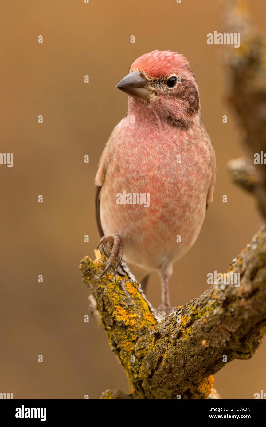 Cassin's Finch (Haemorhous cassinii), Cabin Lake Viewing Blind, Deschutes National Forest, Oregon. Stockfoto